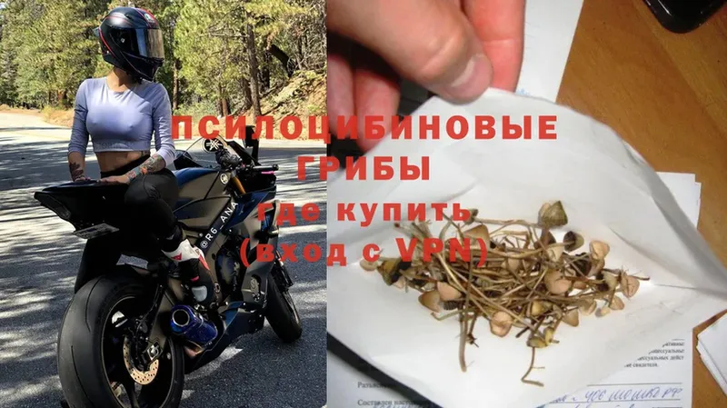 Галлюциногенные грибы Psilocybe Берёзовка